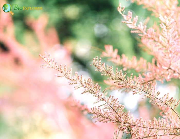 Tamarix Shrubs Tamarix Shrubs
