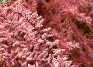 Tamarix Shrubs