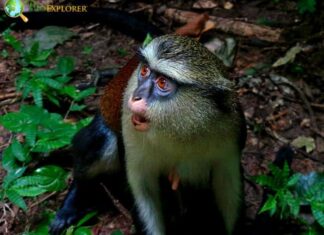 Tantalus Monkey