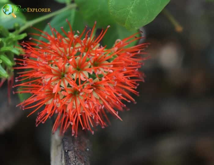 Tassel flower