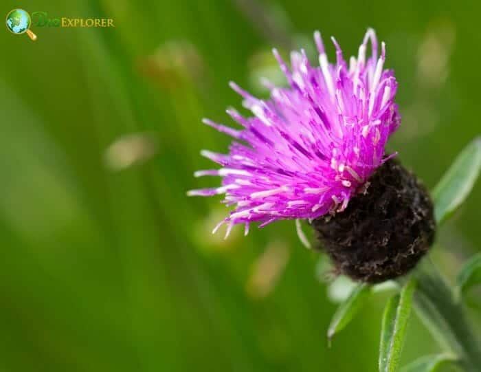 Teasel
