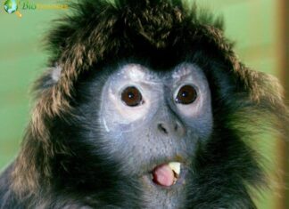 Tenasserim Langur