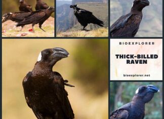 Thick-billed Raven