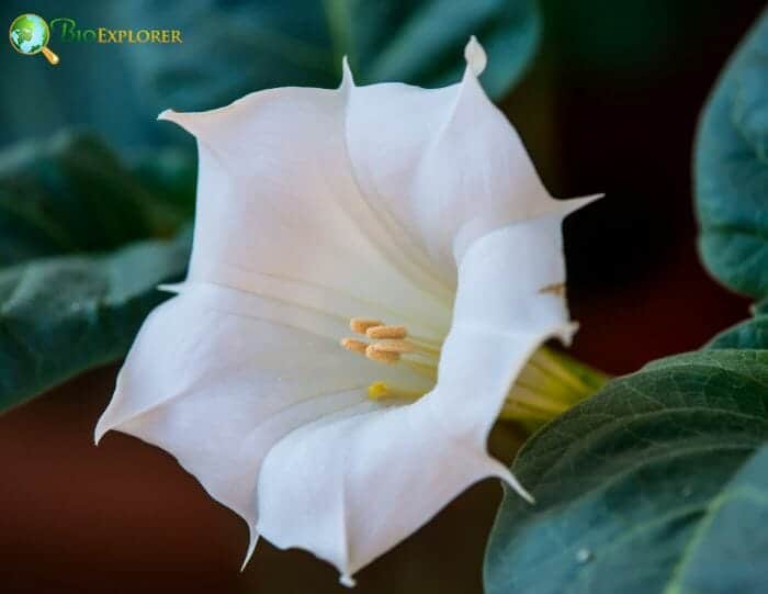 Thornapple