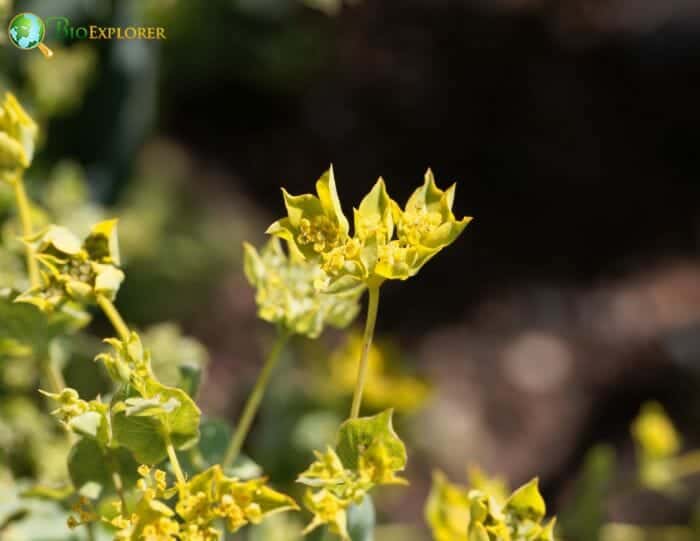 Thoroughwax Flowers Thoroughwax Flowers