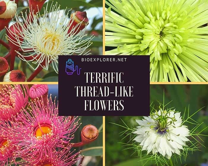 Thread-Shaped Flowers