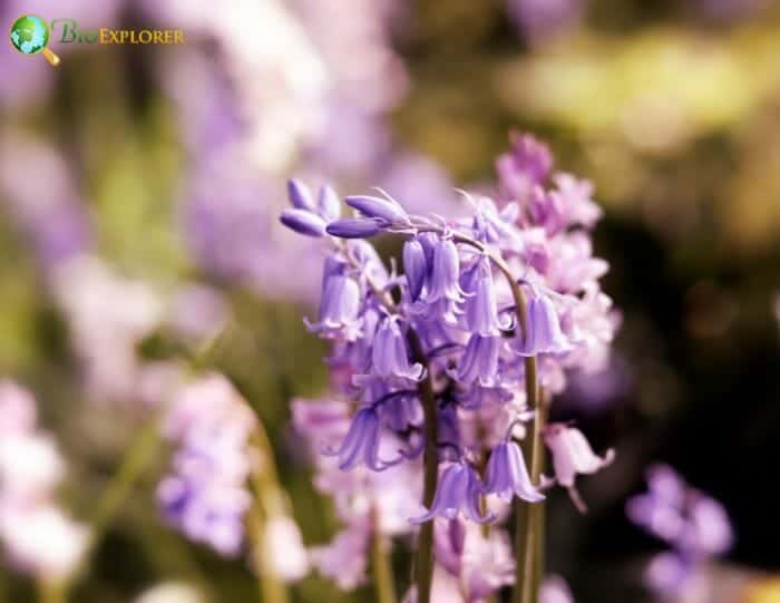 Throatwort