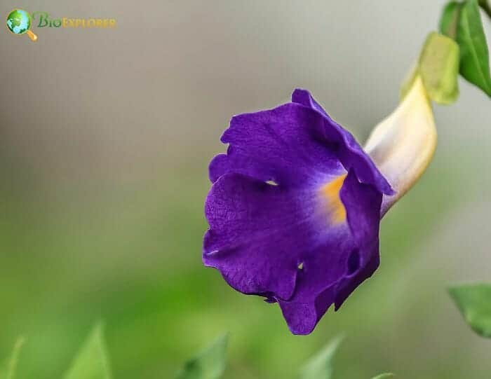 Thunbergia