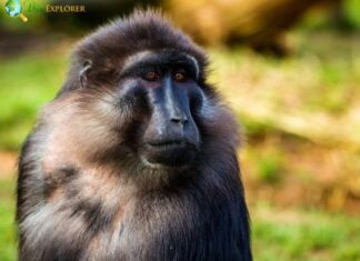 Tonkean Macaque