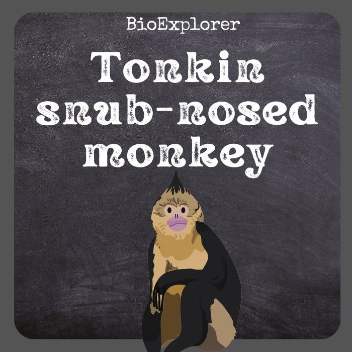 Tonkin Snub-Nosed Monkey Tonkin Snub-Nosed Monkey