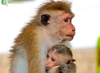 Toque Macaque