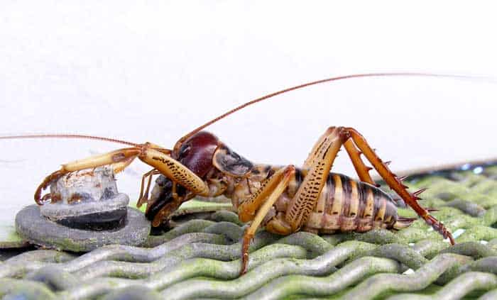 Tree Weta Tree Weta