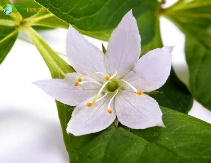 Trientalis