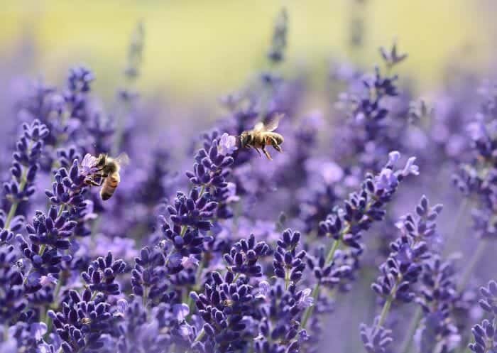 True Lavender True Lavender