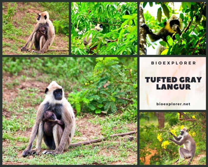 Tufted Gray Langur Tufted Gray Langur