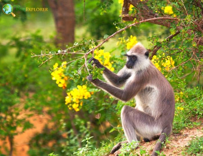 Tufted Gray Langur