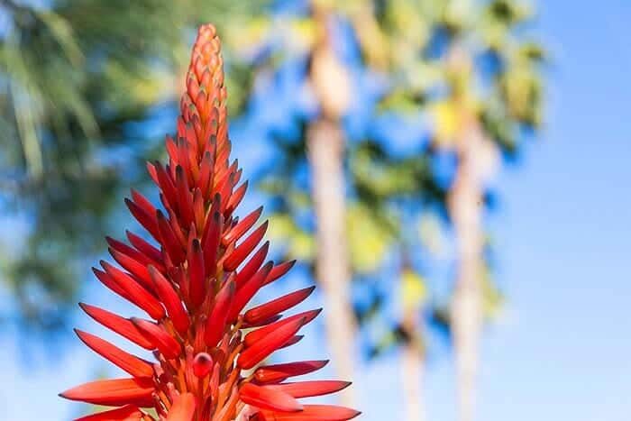Aloe Succotrina