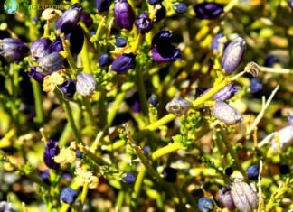 Turpentine Broom