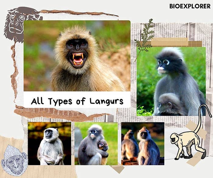Langurs