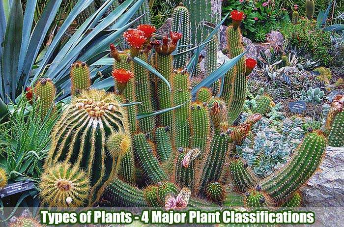 Types of Plants Types of Plants