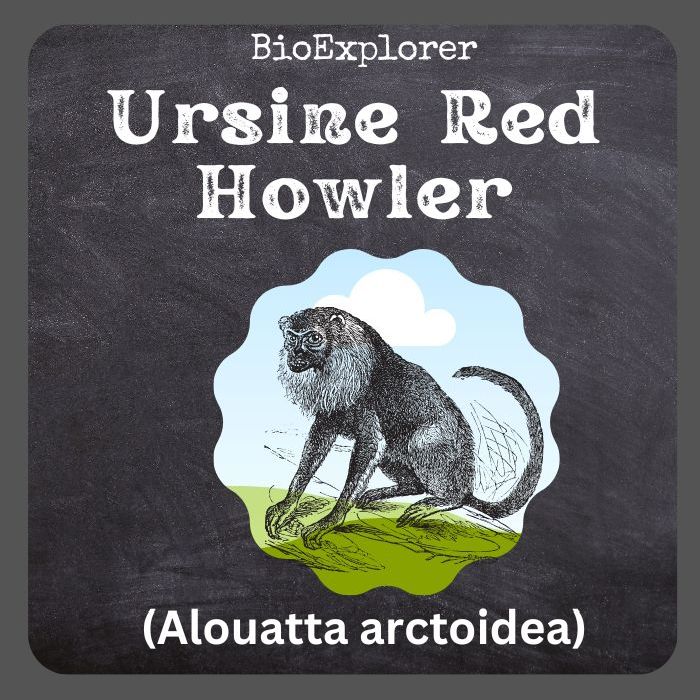 Ursine Howler