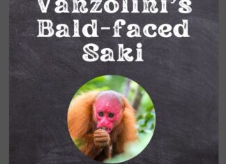 Vanzolini’s Bald-faced Saki