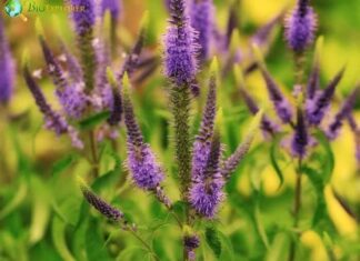 Speedwell