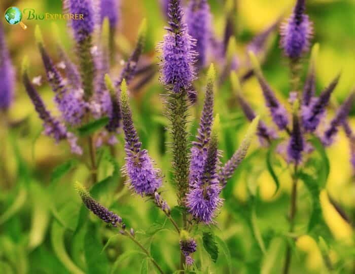 Speedwell