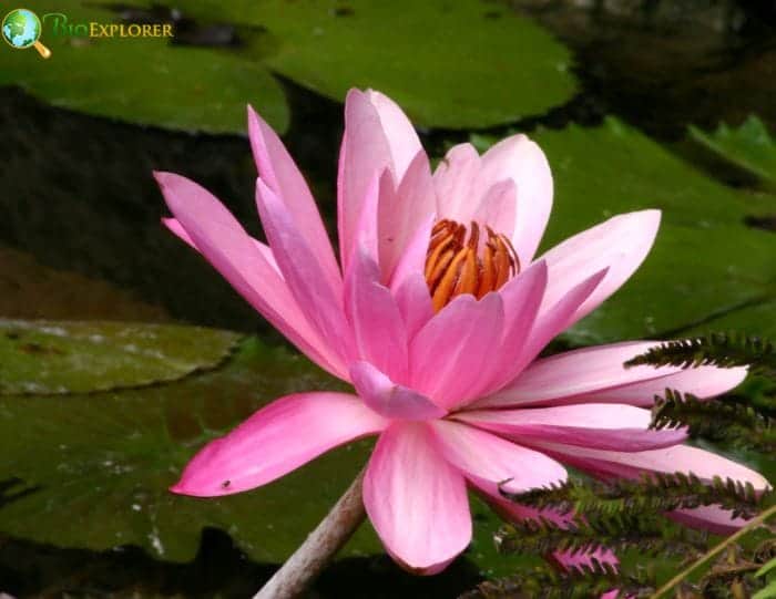 Water Lily Common Types and Varieties Water Lily Common Types and Varieties