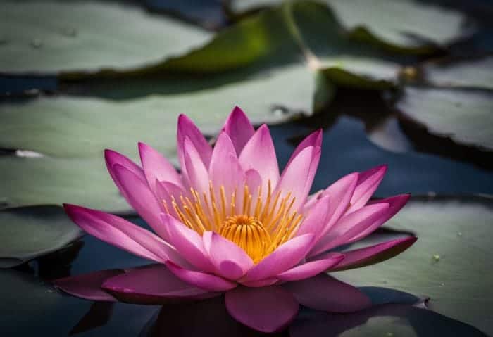 Water Lily Facts and Varieties Water Lily Facts and Varieties