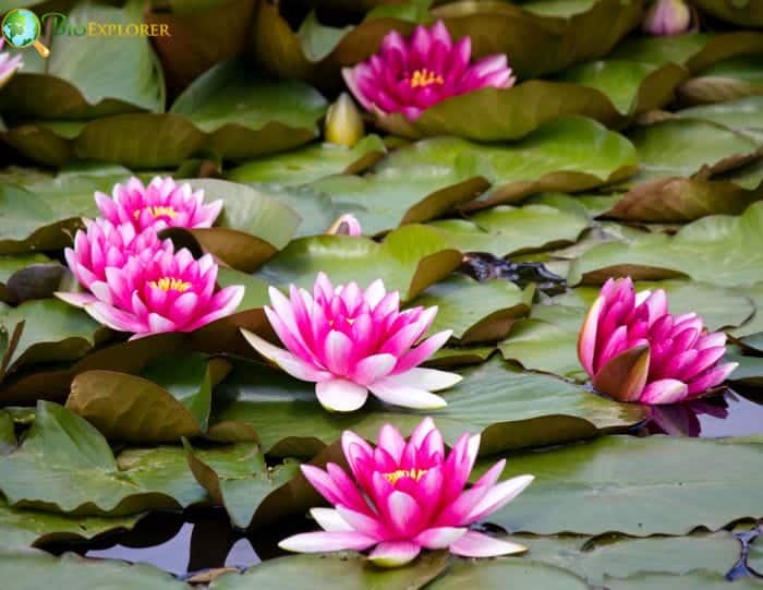 Water Lily Representation Water Lily Representation