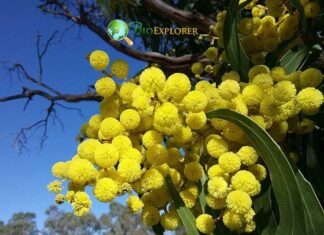 Acacia