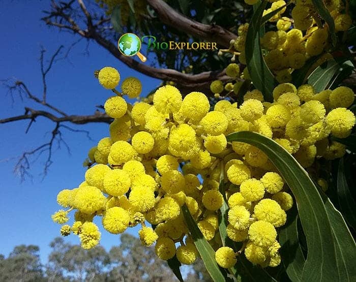 Acacia