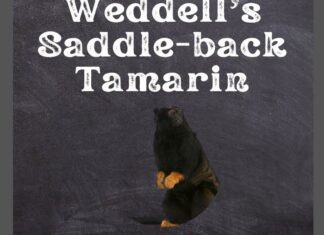 Weddell’s Saddle-Back Tamarin