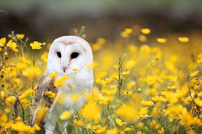 What do African grass owls eat? What do African grass owls eat?