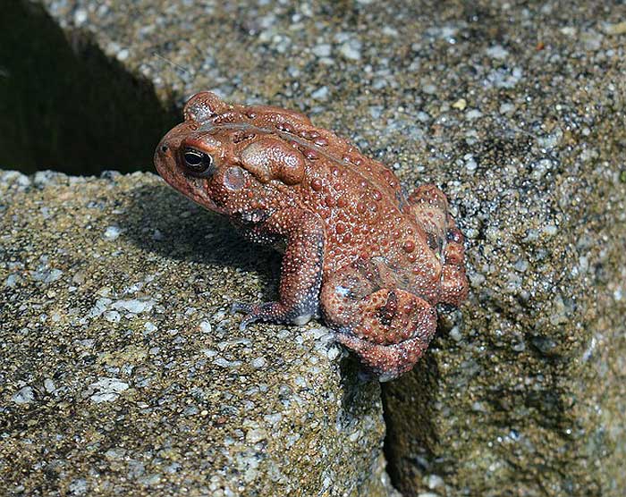 What do American toads eat? What do American toads eat?