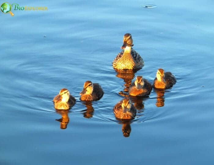 What Do Baby Ducks Eat? What Do Baby Ducks Eat?