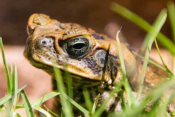 What do Cane toads eat? What do Cane toads eat?
