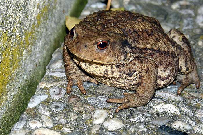 What do Common toads eat? What do Common toads eat?
