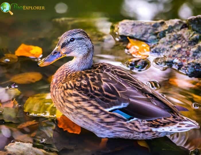 What Do Dabbling Ducks Eat? What Do Dabbling Ducks Eat?