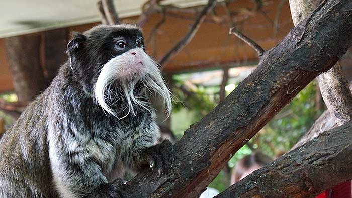 What do emperor tamarins eat? What do emperor tamarins eat?