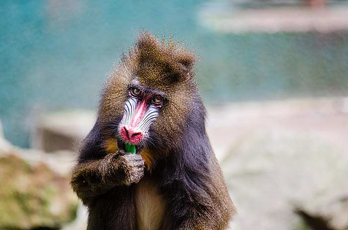 What do Mandrills eat? What do Mandrills eat?