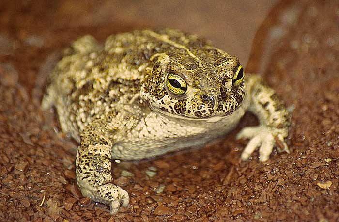 What do Natterjack toads eat? What do Natterjack toads eat?