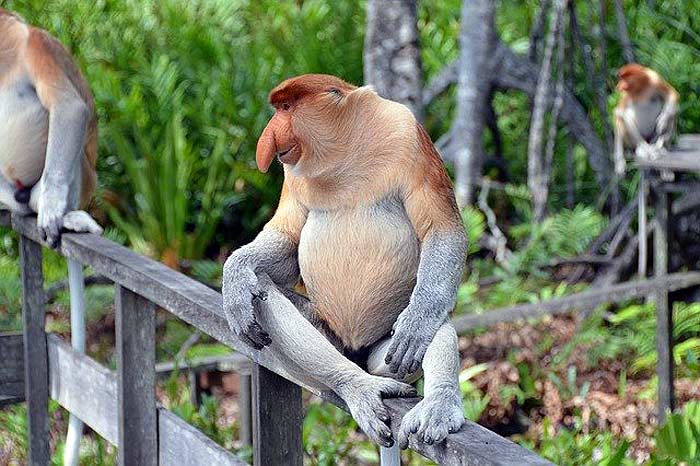 What do proboscis monkeys eat? What do proboscis monkeys eat?
