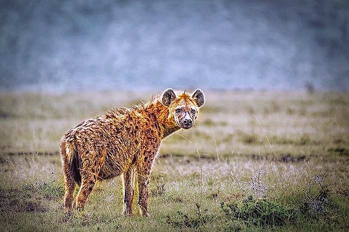 What eats monkeys? Hyenas What eats monkeys? Hyenas