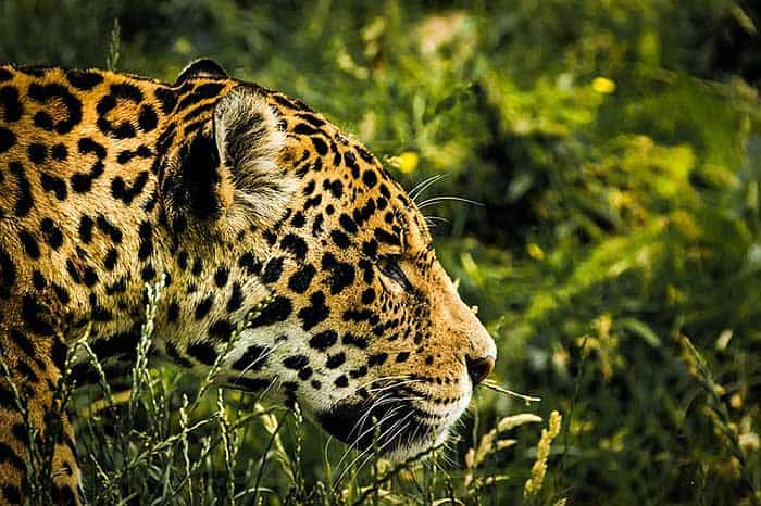 What eats sloths ? Jaguars What eats sloths ? Jaguars