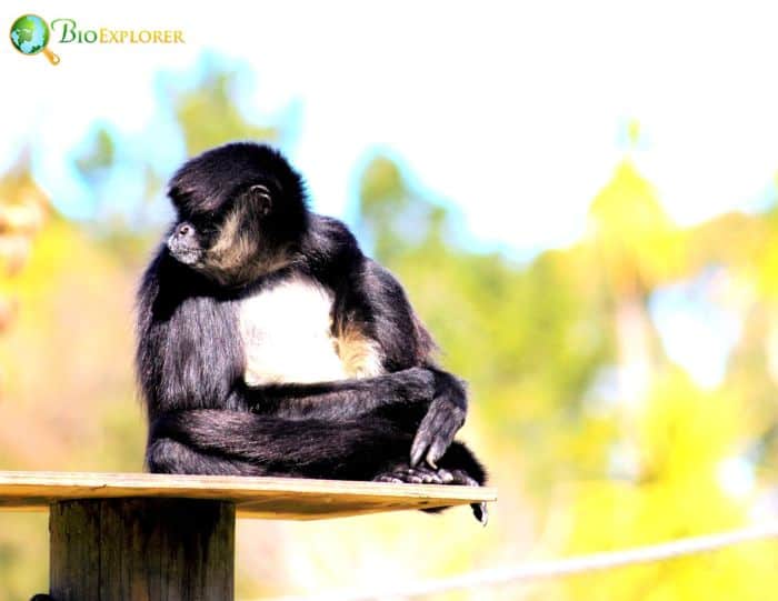 White-bellied Spider Monkey