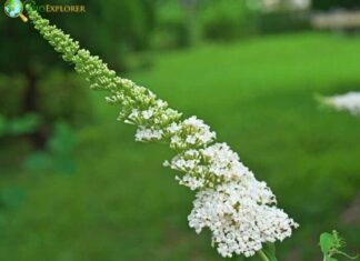 Buddleia