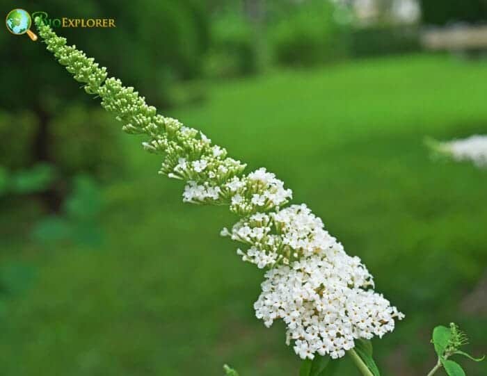 Buddleia