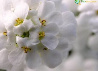 Candytuft